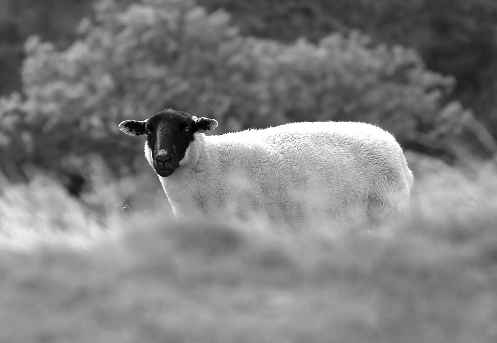 A sheep stares at Nosher, from The Pennine Way: Lost on Kinder Scout, Derbyshire - 9th October 2005