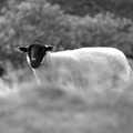 A sheep stares at Nosher, The Pennine Way: Lost on Kinder Scout, Derbyshire - 9th October 2005