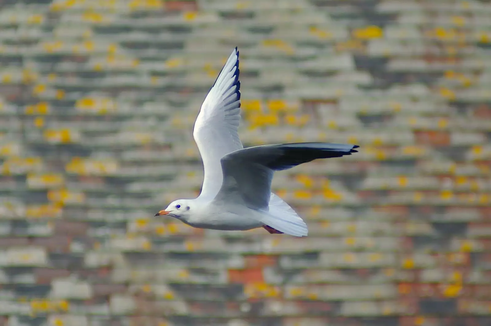 A seagull, caught in flight, from The Magic Numbers and Scenes of Diss, Norfolk - 15th October 2005