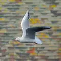 A seagull, caught in flight, The Magic Numbers and Scenes of Diss, Norfolk - 15th October 2005