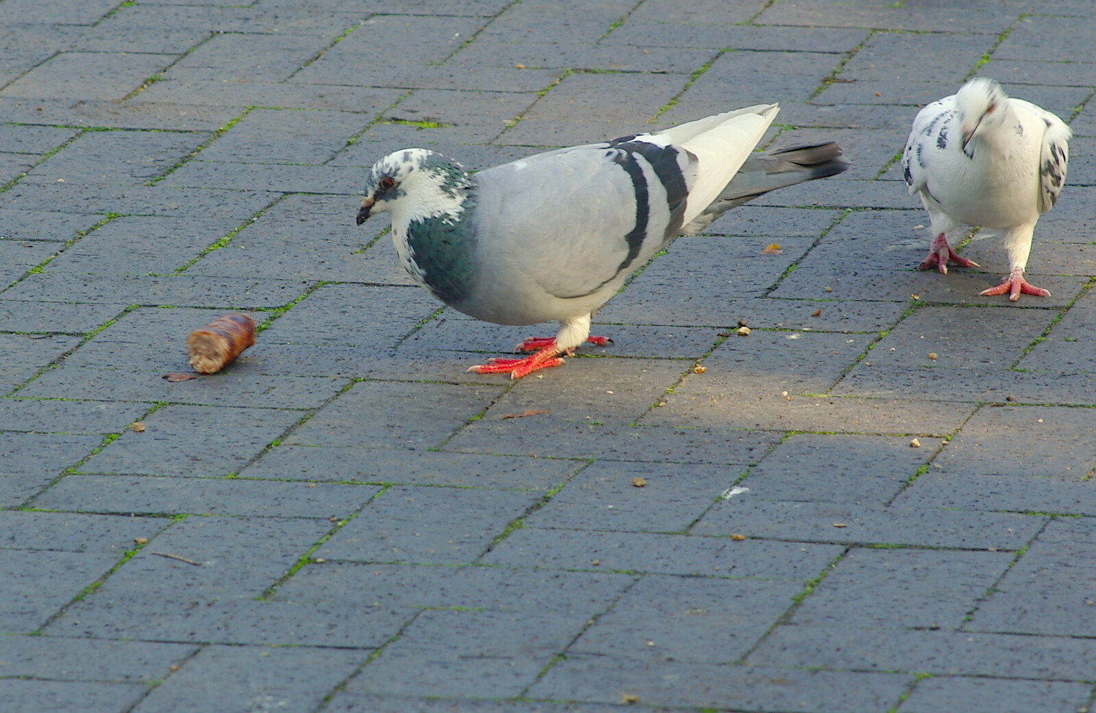 The Magic Numbers and Scenes of Diss, Norfolk - 15th October 2005: A pigeon pecks at some discarded sausage
