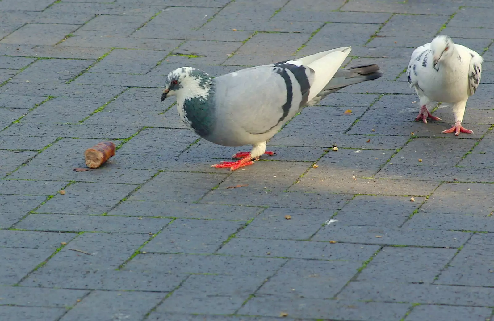 A pigeon pecks at some discarded sausage, from The Magic Numbers and Scenes of Diss, Norfolk - 15th October 2005