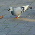 A pigeon pecks at some discarded sausage, The Magic Numbers and Scenes of Diss, Norfolk - 15th October 2005