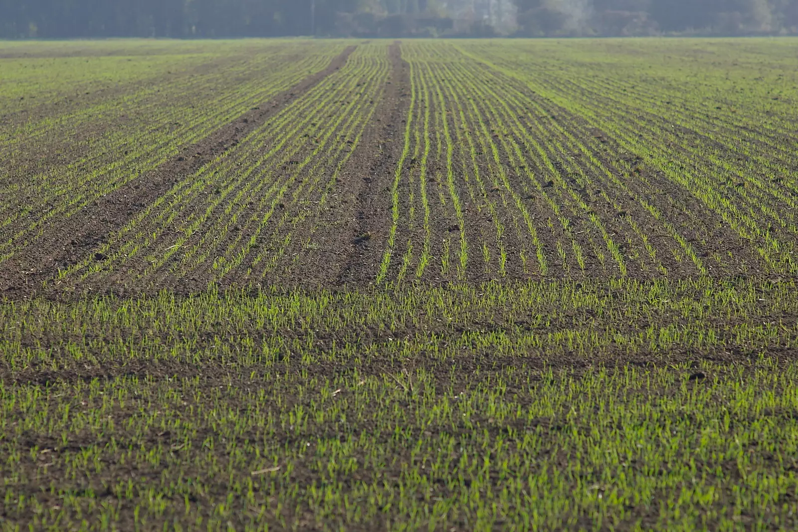 Winter Wheat pokes out, from The Magic Numbers and Scenes of Diss, Norfolk - 15th October 2005