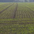 Winter Wheat pokes out, The Magic Numbers and Scenes of Diss, Norfolk - 15th October 2005