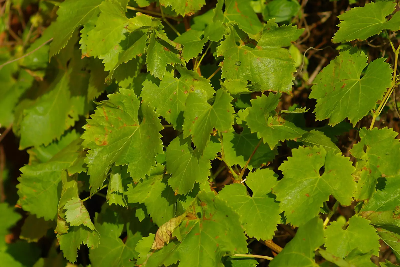 Green leaves show early signs of autumn, from The Magic Numbers and Scenes of Diss, Norfolk - 15th October 2005