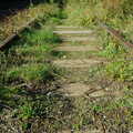 Abandoned tracks in the weeds, Disused Cambridge Railway, Milton Road, Cambridge - 28th October 2005