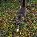 Soph-bags roams around, CISU Networks and Autumn Leaves at Norwich Cathedral, Eye and Norwich - 29th October 2005