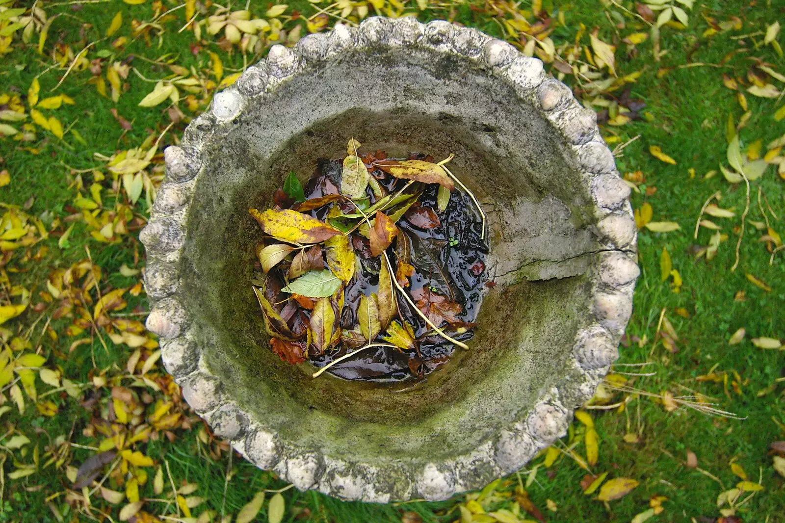 Leaves in a bird bowl, from CISU Networks and Autumn Leaves at Norwich Cathedral, Eye and Norwich - 29th October 2005