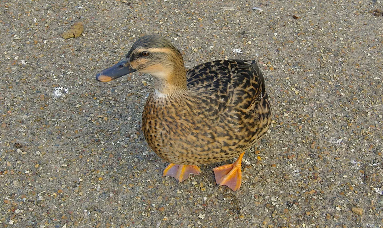 A duck waddles about, from Burnt-out Recycling Bins and Fireworks from a Distance, Diss, Norfolk - 4th November 2005