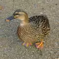 A duck waddles about, Burnt-out Recycling Bins and Fireworks from a Distance, Diss, Norfolk - 4th November 2005