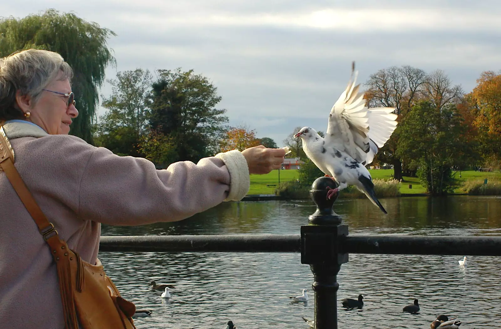 Someone feeds a pigeon by the Mere, from Burnt-out Recycling Bins and Fireworks from a Distance, Diss, Norfolk - 4th November 2005