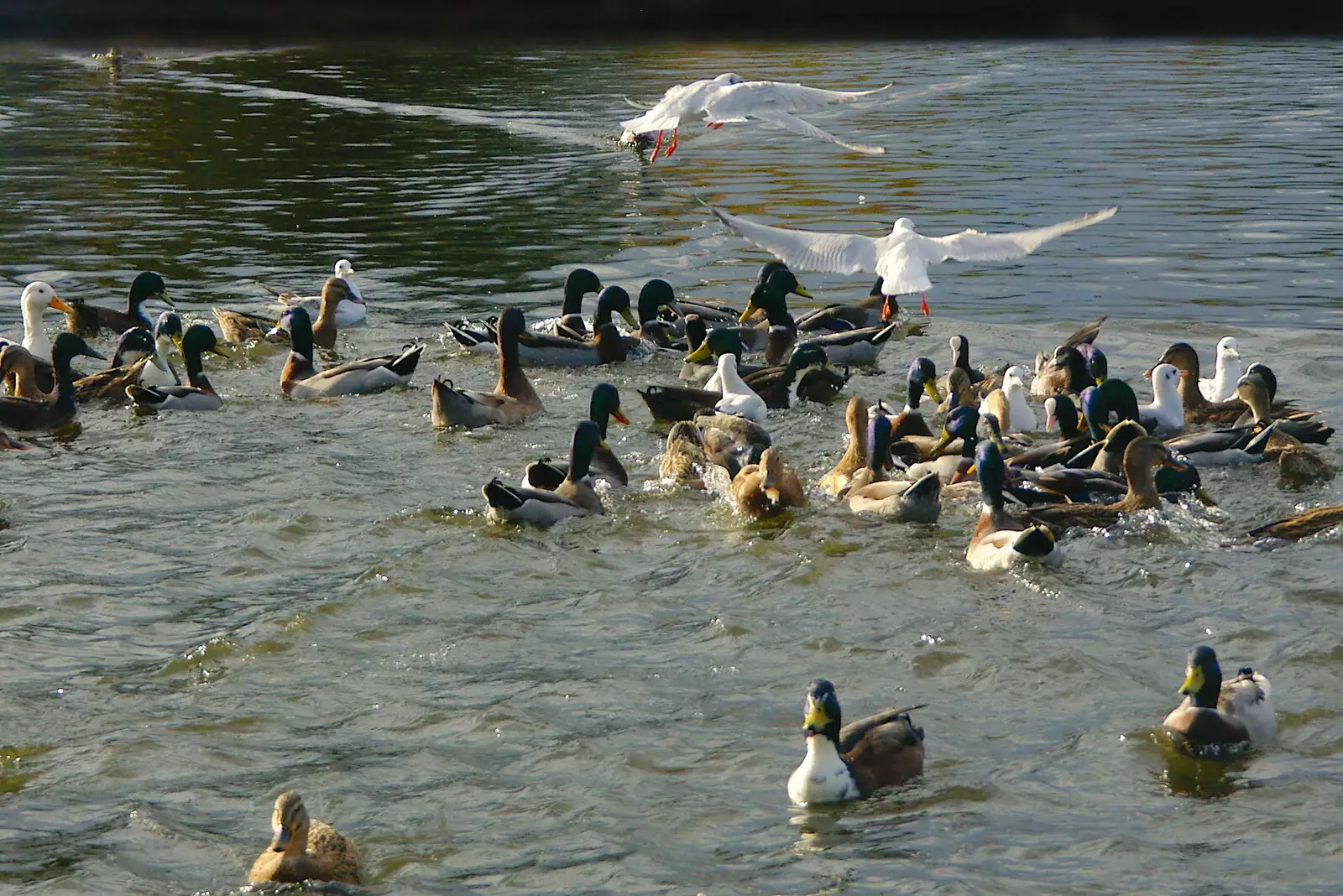 Seagulls mob the ducks, from Burnt-out Recycling Bins and Fireworks from a Distance, Diss, Norfolk - 4th November 2005