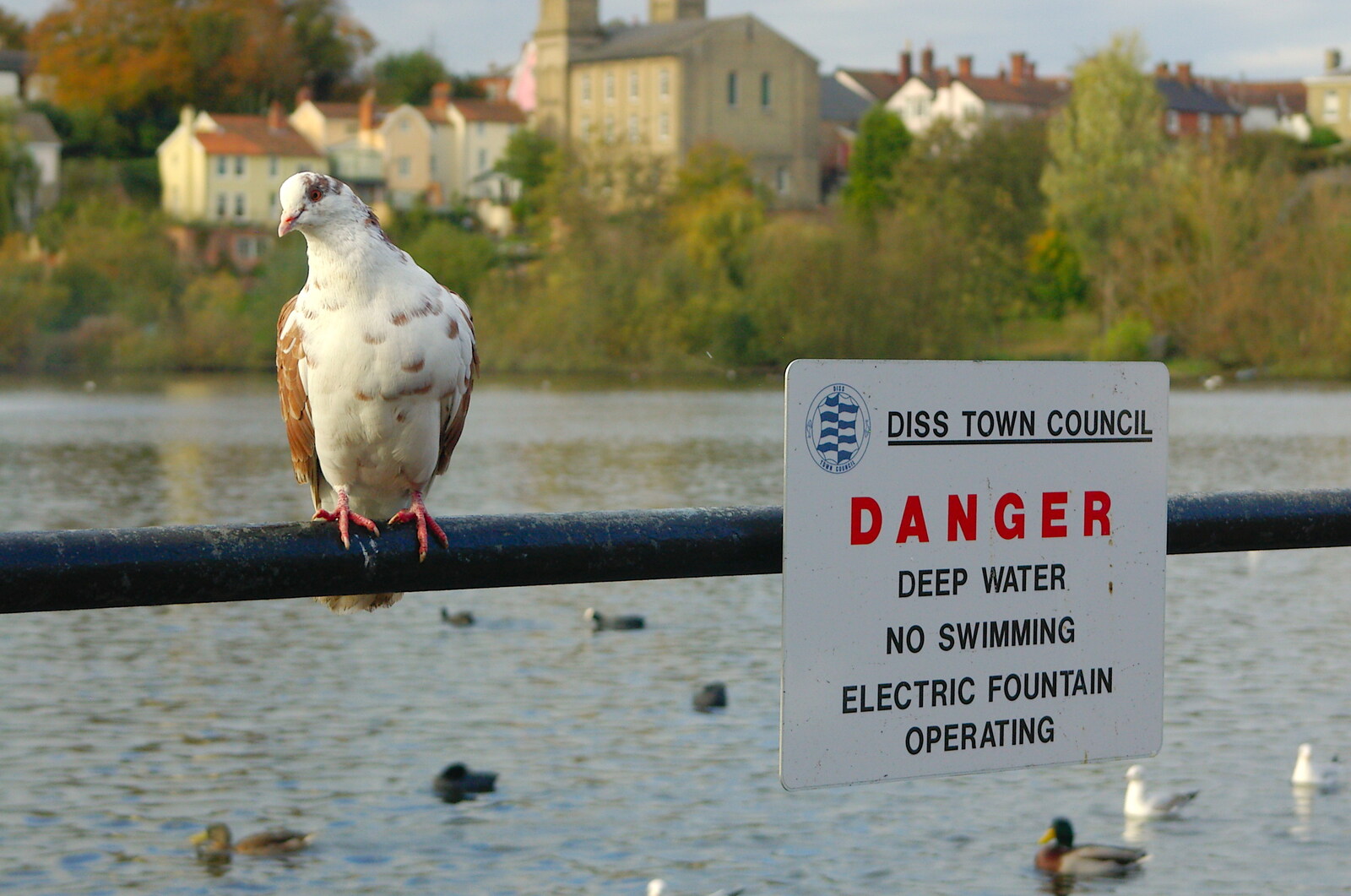 Danger: pigeon from Burnt-out Recycling Bins and Fireworks from a Distance, Diss, Norfolk - 4th November 2005