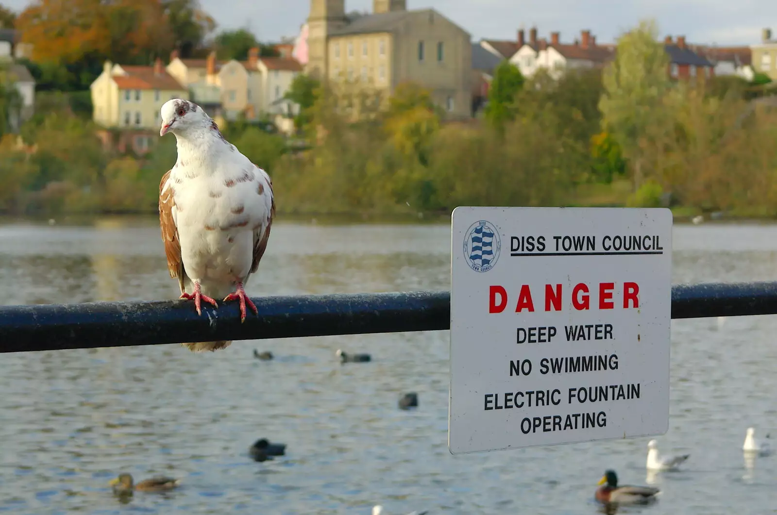 Danger: pigeon, from Burnt-out Recycling Bins and Fireworks from a Distance, Diss, Norfolk - 4th November 2005