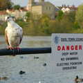 Danger: pigeon, Burnt-out Recycling Bins and Fireworks from a Distance, Diss, Norfolk - 4th November 2005