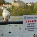 Danger: pigeon, Burnt-out Recycling Bins and Fireworks from a Distance, Diss, Norfolk - 4th November 2005