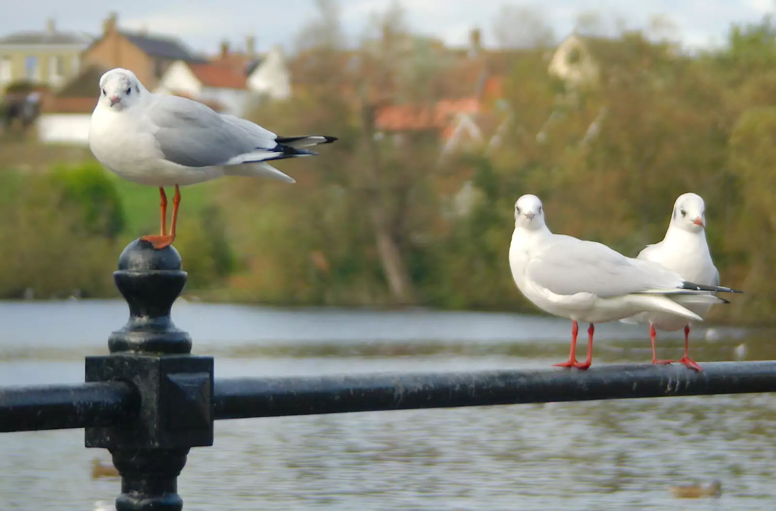 A bunch of gulls give it some attitude, from Burnt-out Recycling Bins and Fireworks from a Distance, Diss, Norfolk - 4th November 2005