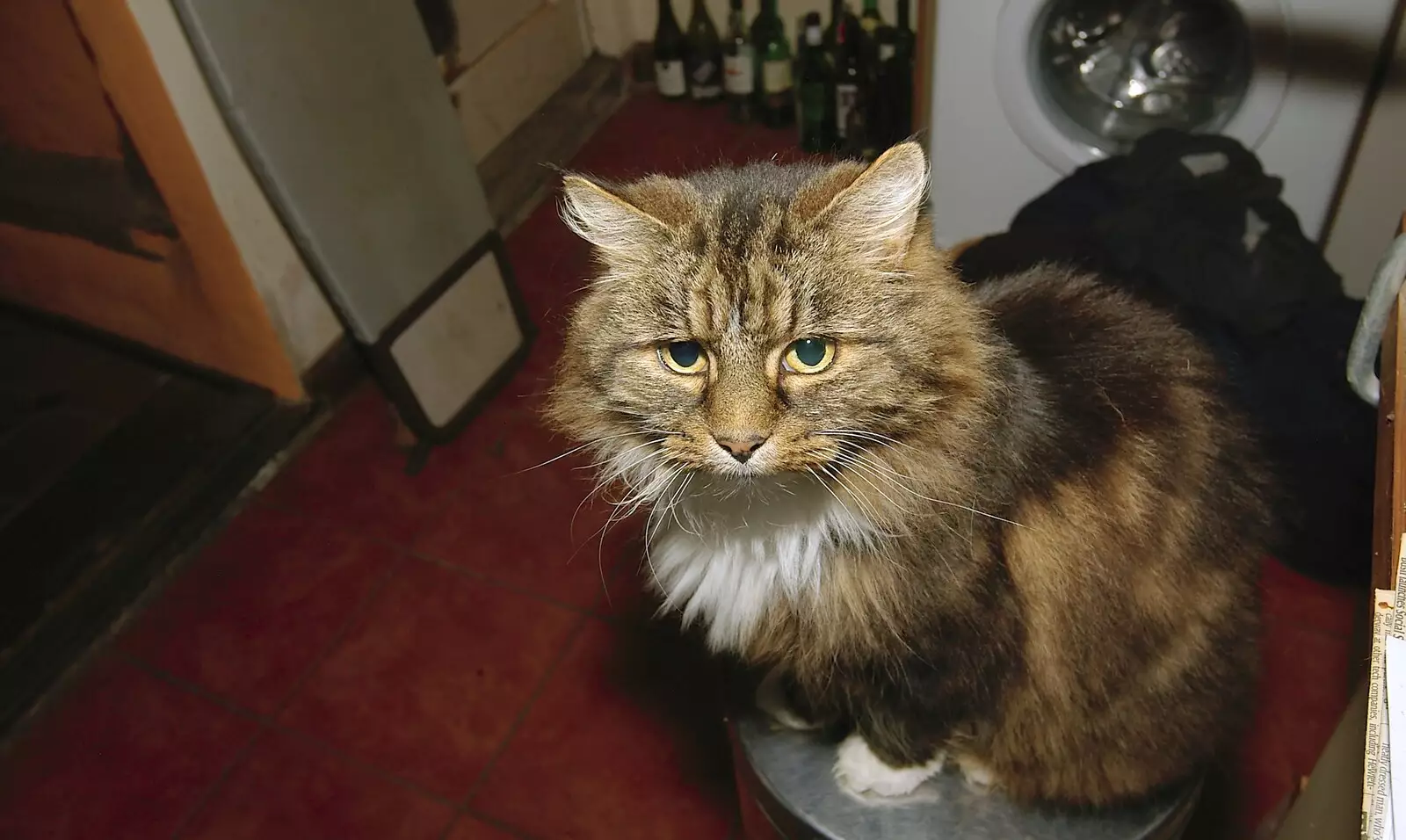 Sophie sits on a bin, from USA Chicken Catches Fire: Gov and the Ambulance, Diss, Norfolk - 19th November 2005