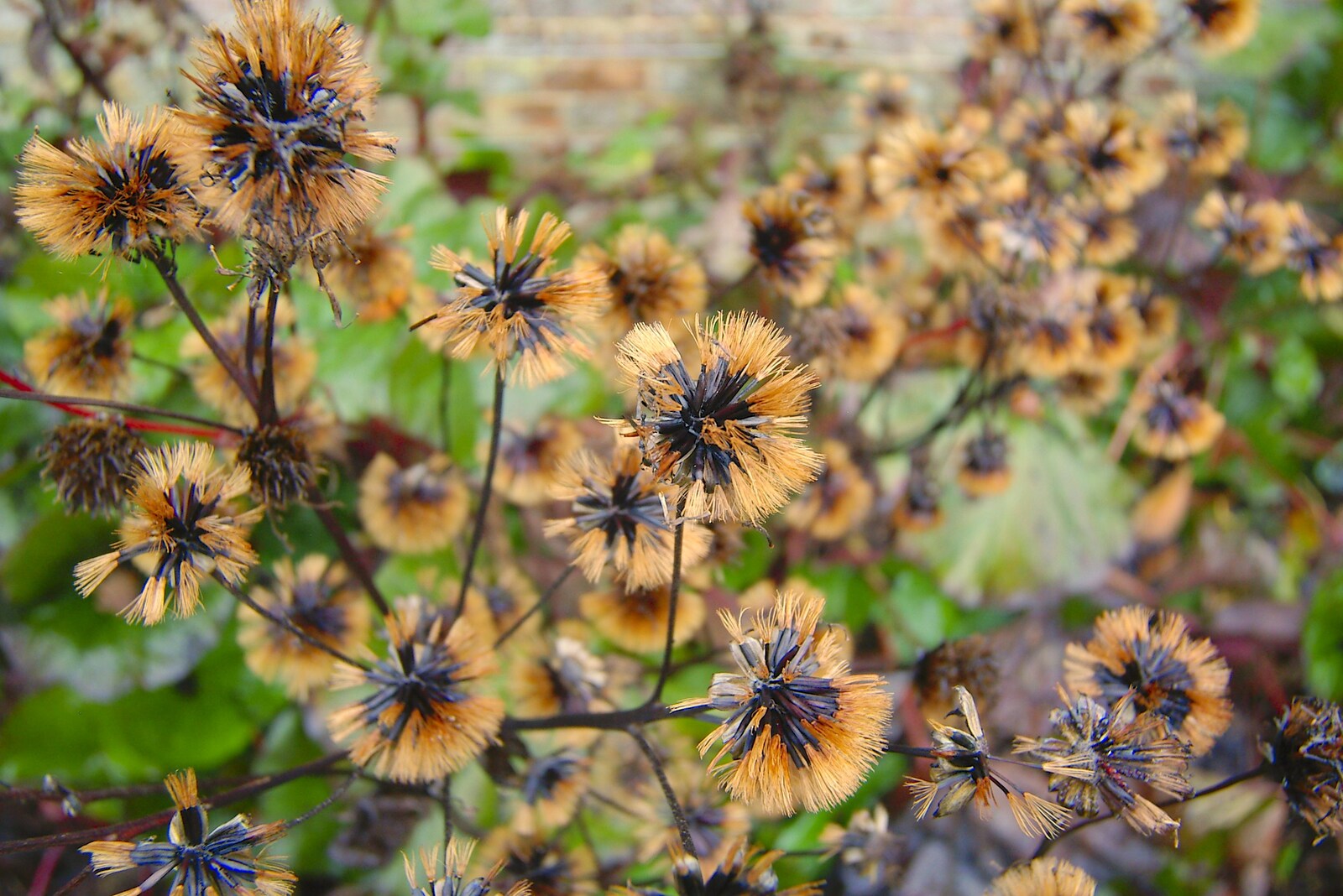 Black and tan seed heads from Thornham Walled Garden, and Bob Last Leaves the Lab, Cambridge - 20th November 2005