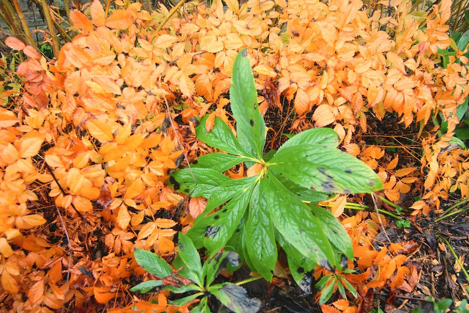 A lone splash of green, from Thornham Walled Garden, and Bob Last Leaves the Lab, Cambridge - 20th November 2005