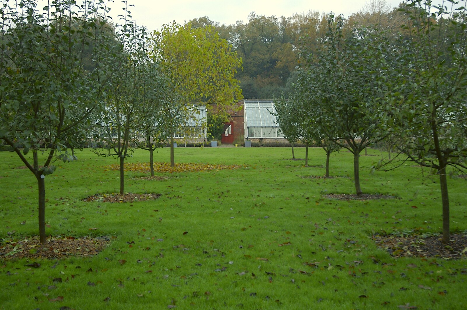 The fruit trees of the walled garden from Thornham Walled Garden, and Bob Last Leaves the Lab, Cambridge - 20th November 2005