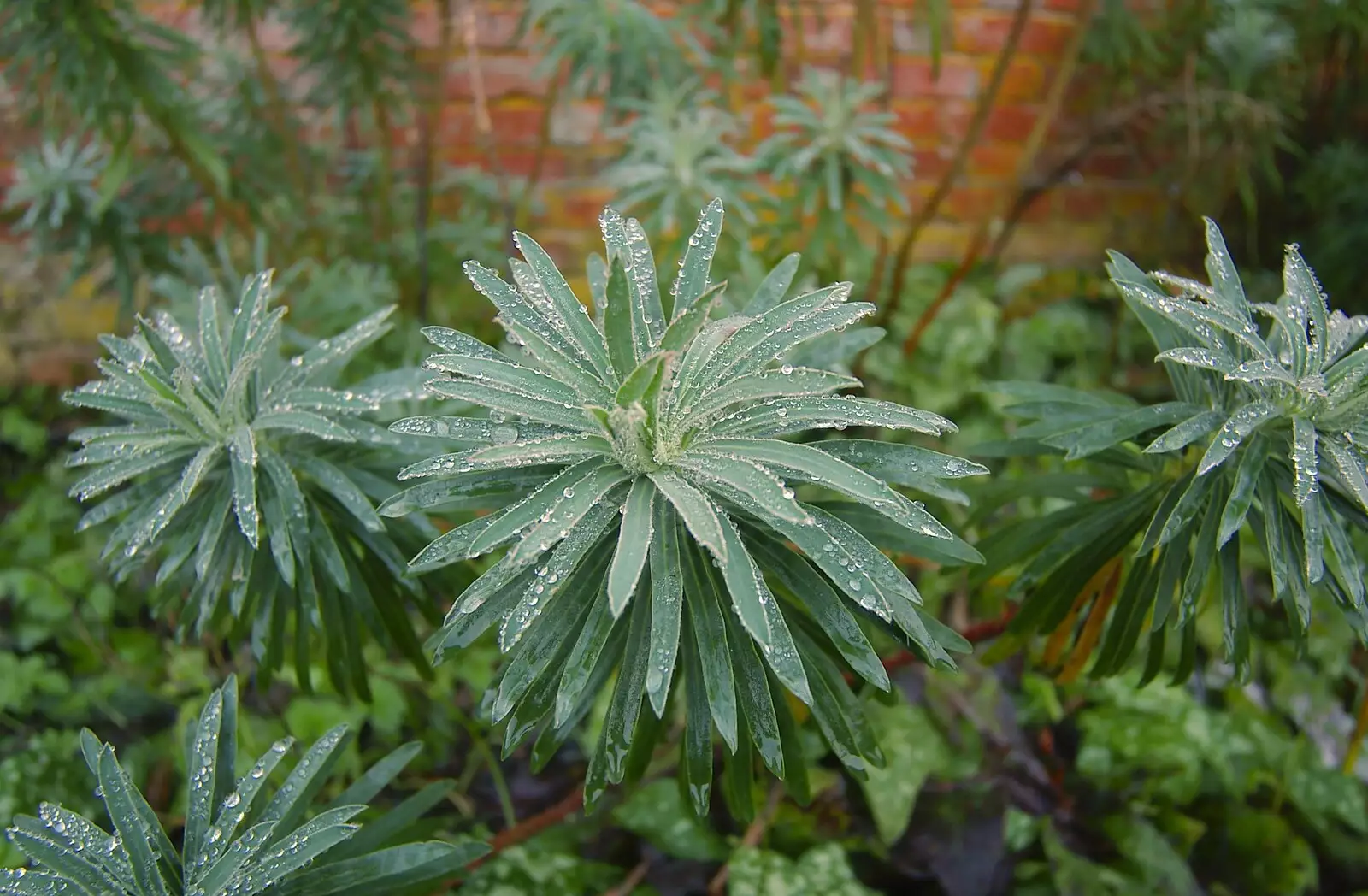 Green plant with frosty dew, from Thornham Walled Garden, and Bob Last Leaves the Lab, Cambridge - 20th November 2005