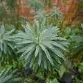 Green plant with frosty dew, Thornham Walled Garden, and Bob Last Leaves the Lab, Cambridge - 20th November 2005