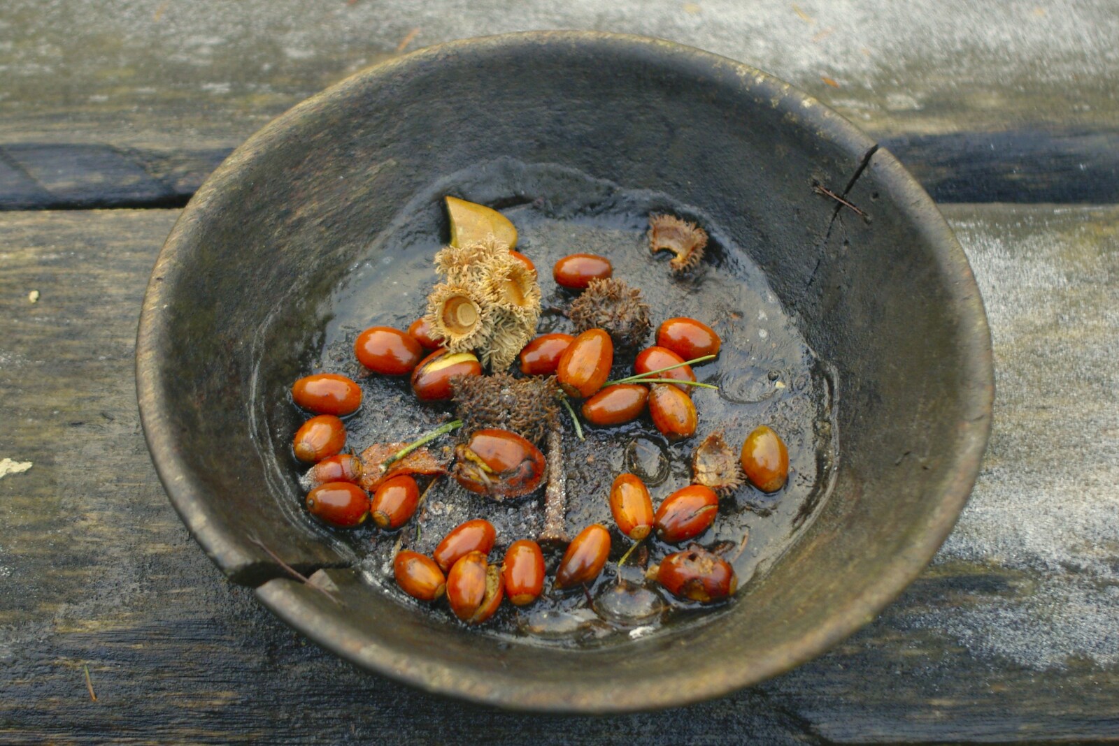 Acorns in a bowl from Thornham Walled Garden, and Bob Last Leaves the Lab, Cambridge - 20th November 2005
