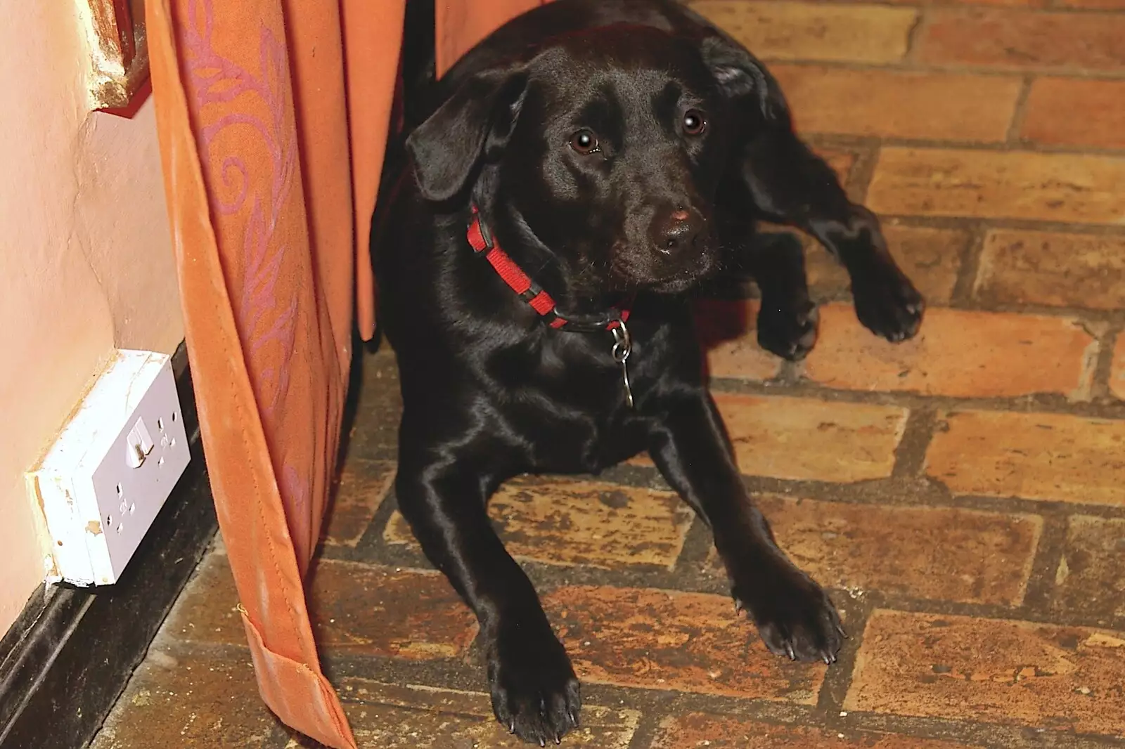 The over-excited pub dog, from Most Haunted, and Music at Bar 13 and the Cherry Tree, Mellis - 26th November 2005