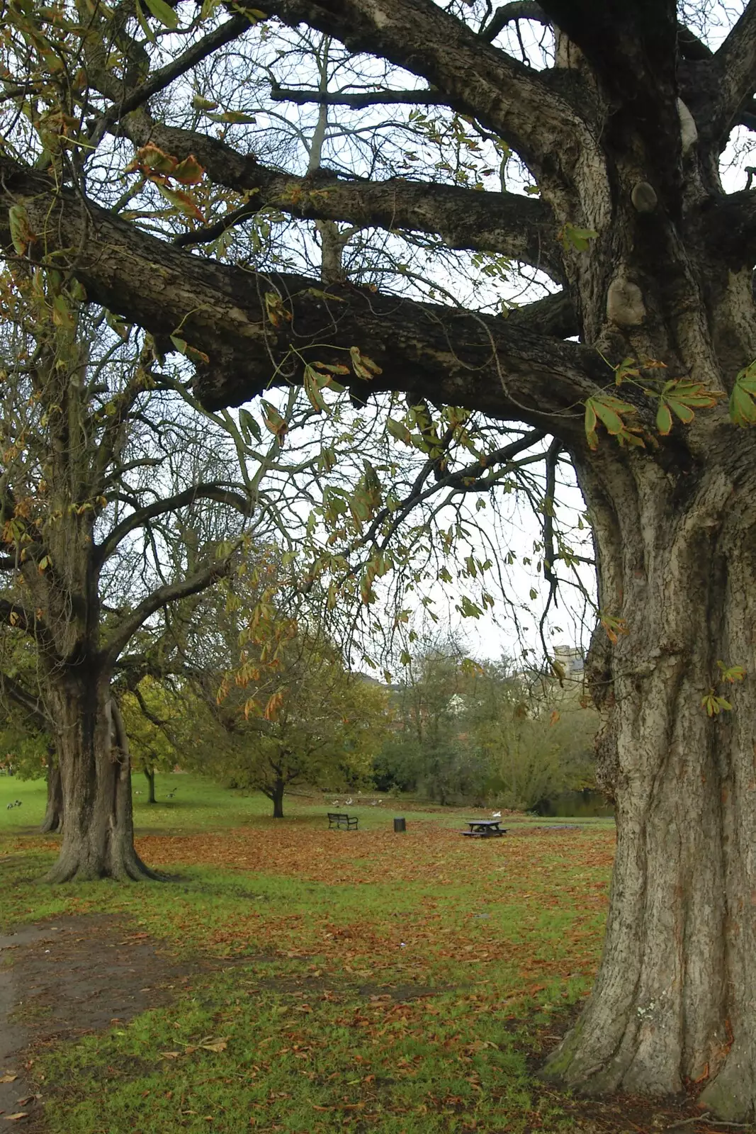 Autumn leaves in Diss Park, from Post-modern Alienation: Bleak House, a Diss Miscellany, Norfolk - 3rd December 2005