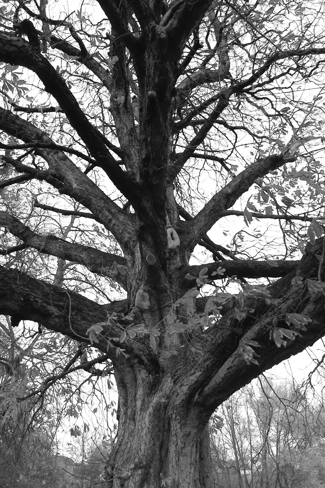 A winter tree, from Post-modern Alienation: Bleak House, a Diss Miscellany, Norfolk - 3rd December 2005