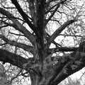 A winter tree, Post-modern Alienation: Bleak House, a Diss Miscellany, Norfolk - 3rd December 2005