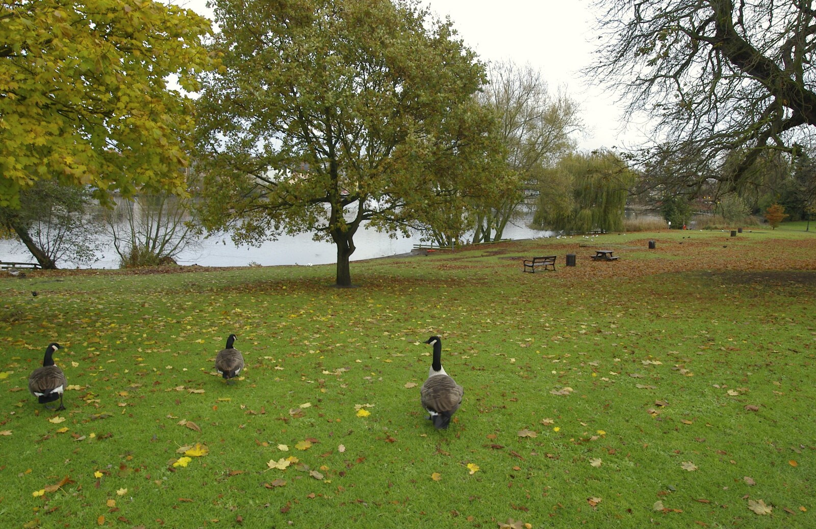 Some geese roam around looking for trouble from Post-modern Alienation: Bleak House, a Diss Miscellany, Norfolk - 3rd December 2005
