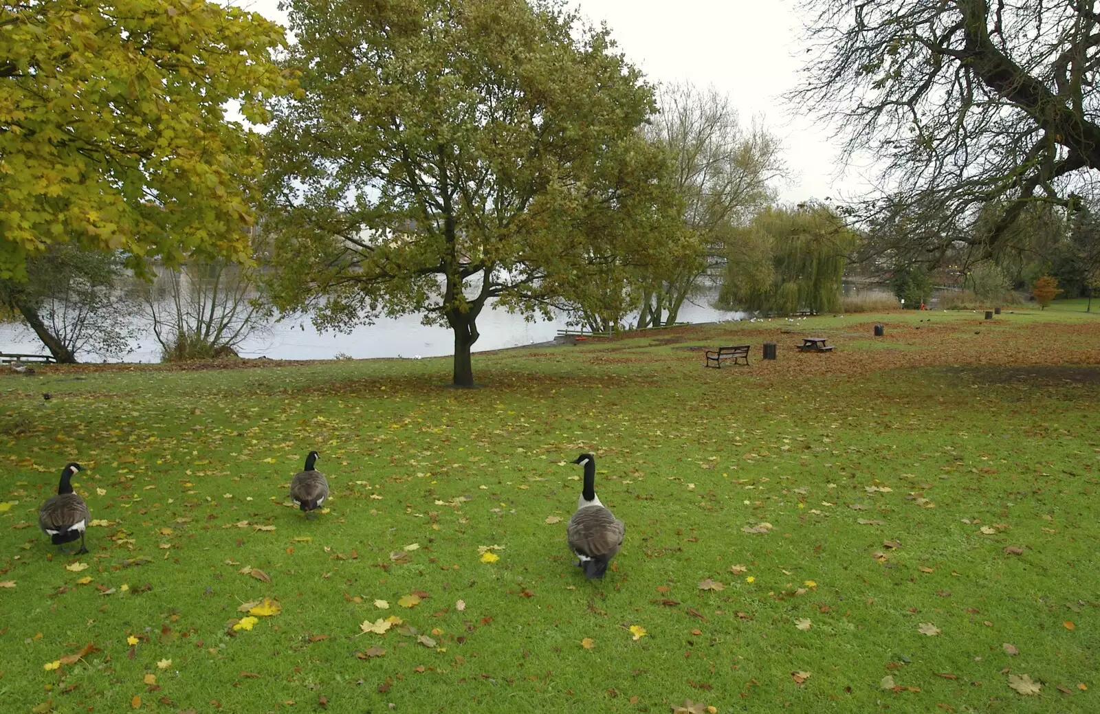 Some geese roam around looking for trouble, from Post-modern Alienation: Bleak House, a Diss Miscellany, Norfolk - 3rd December 2005