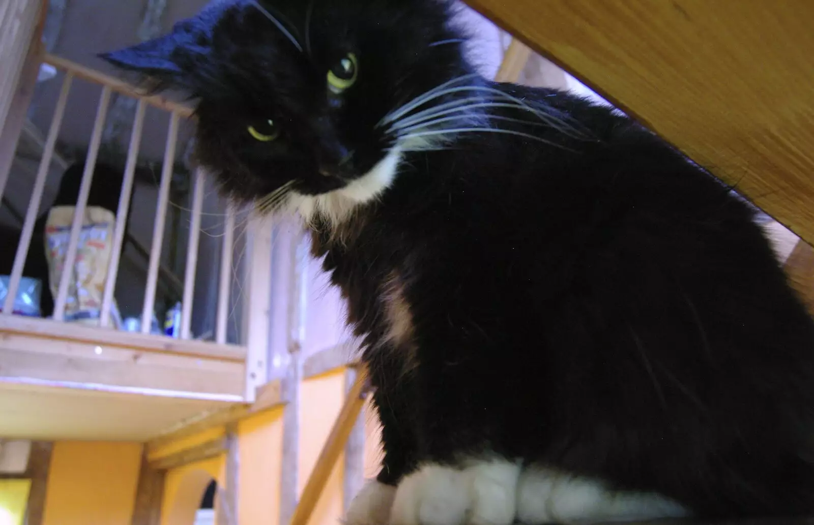 Cat 'B' - The Sock - lurks on the stairs, from Post-modern Alienation: Bleak House, a Diss Miscellany, Norfolk - 3rd December 2005