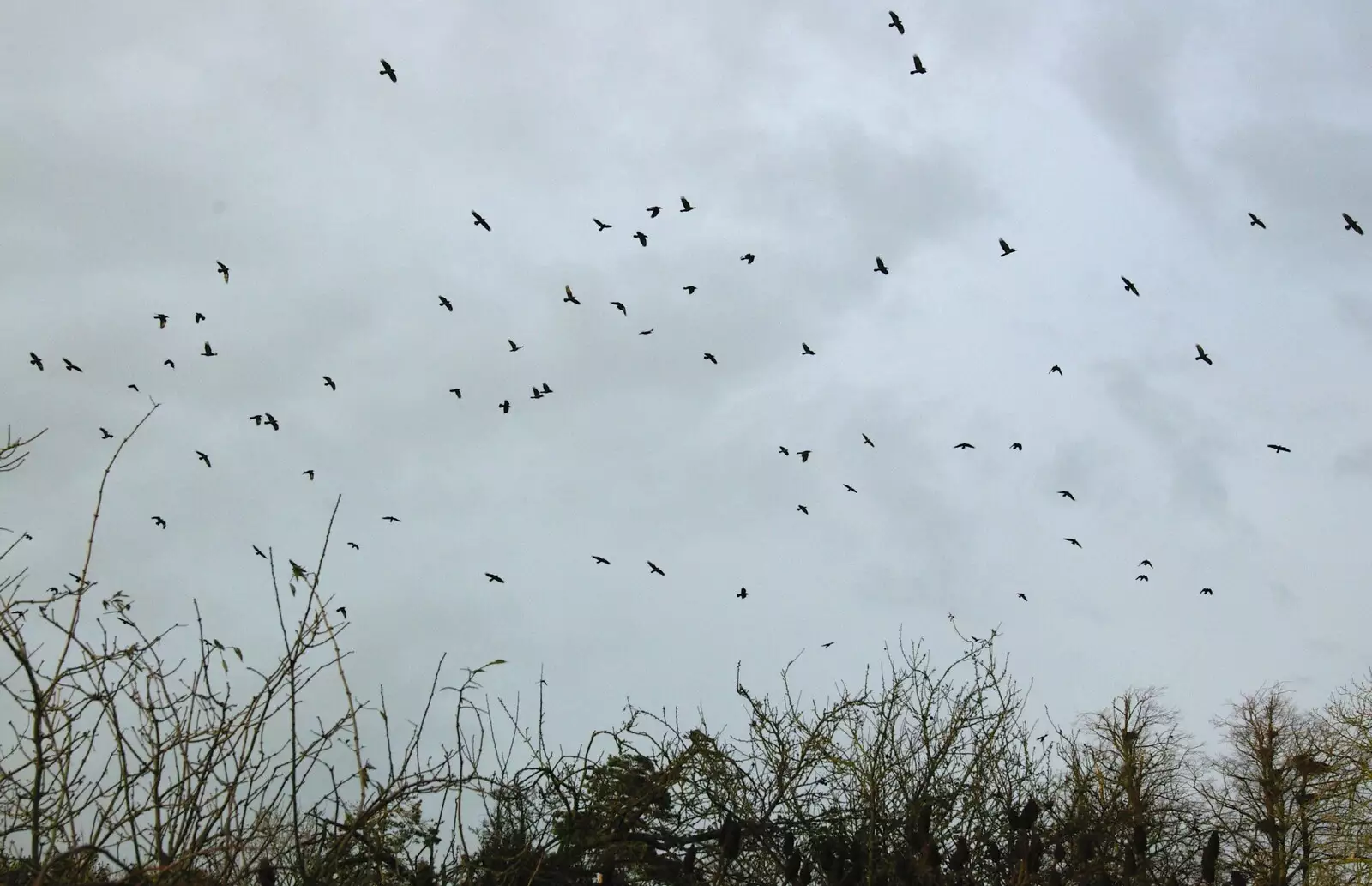 There's a bird explosion over the Oaksmere, from Post-modern Alienation: Bleak House, a Diss Miscellany, Norfolk - 3rd December 2005