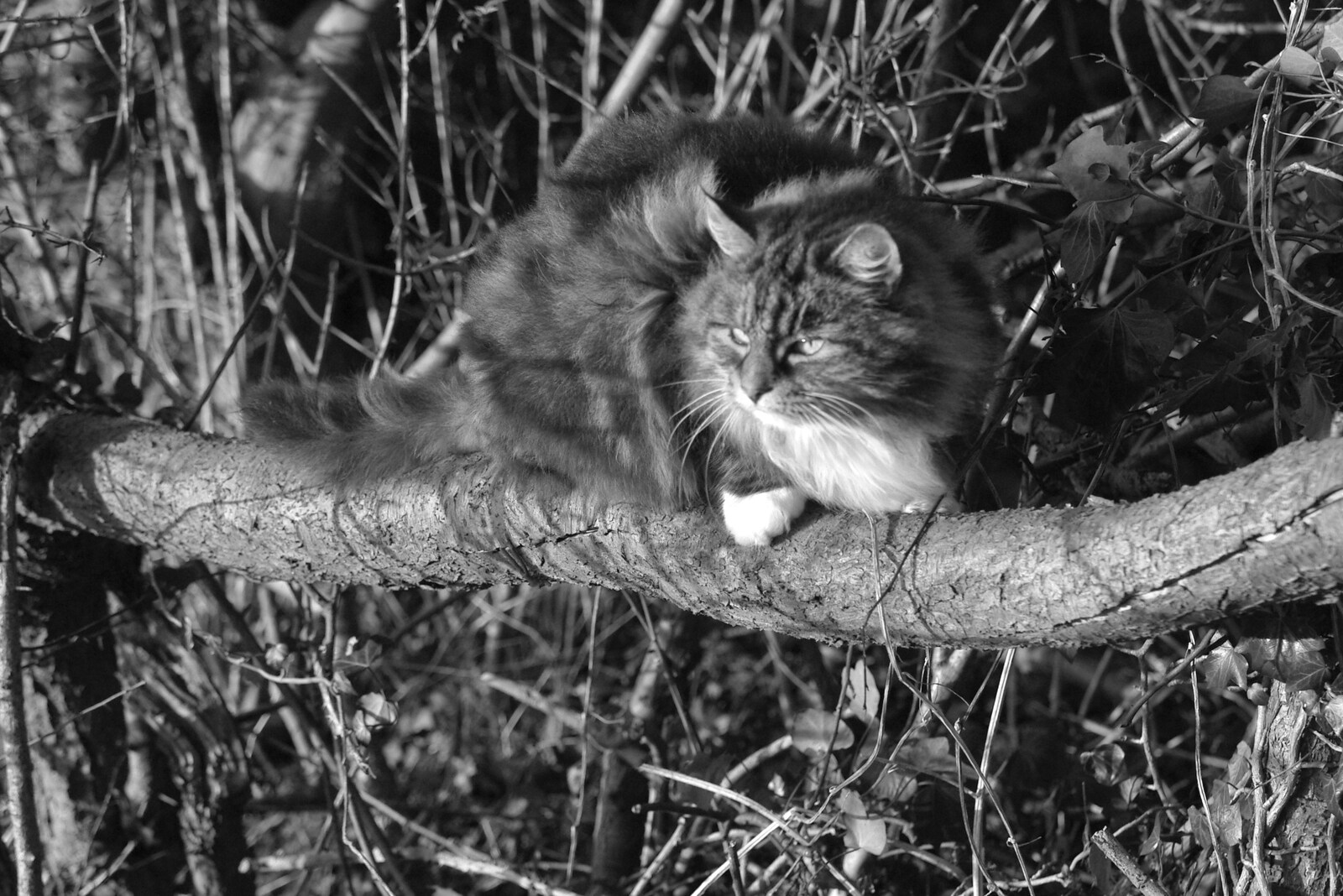 Sophie in a tree, in the late-afternoon light from Post-modern Alienation: Bleak House, a Diss Miscellany, Norfolk - 3rd December 2005