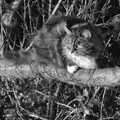 Sophie in a tree, in the late-afternoon light, Post-modern Alienation: Bleak House, a Diss Miscellany, Norfolk - 3rd December 2005