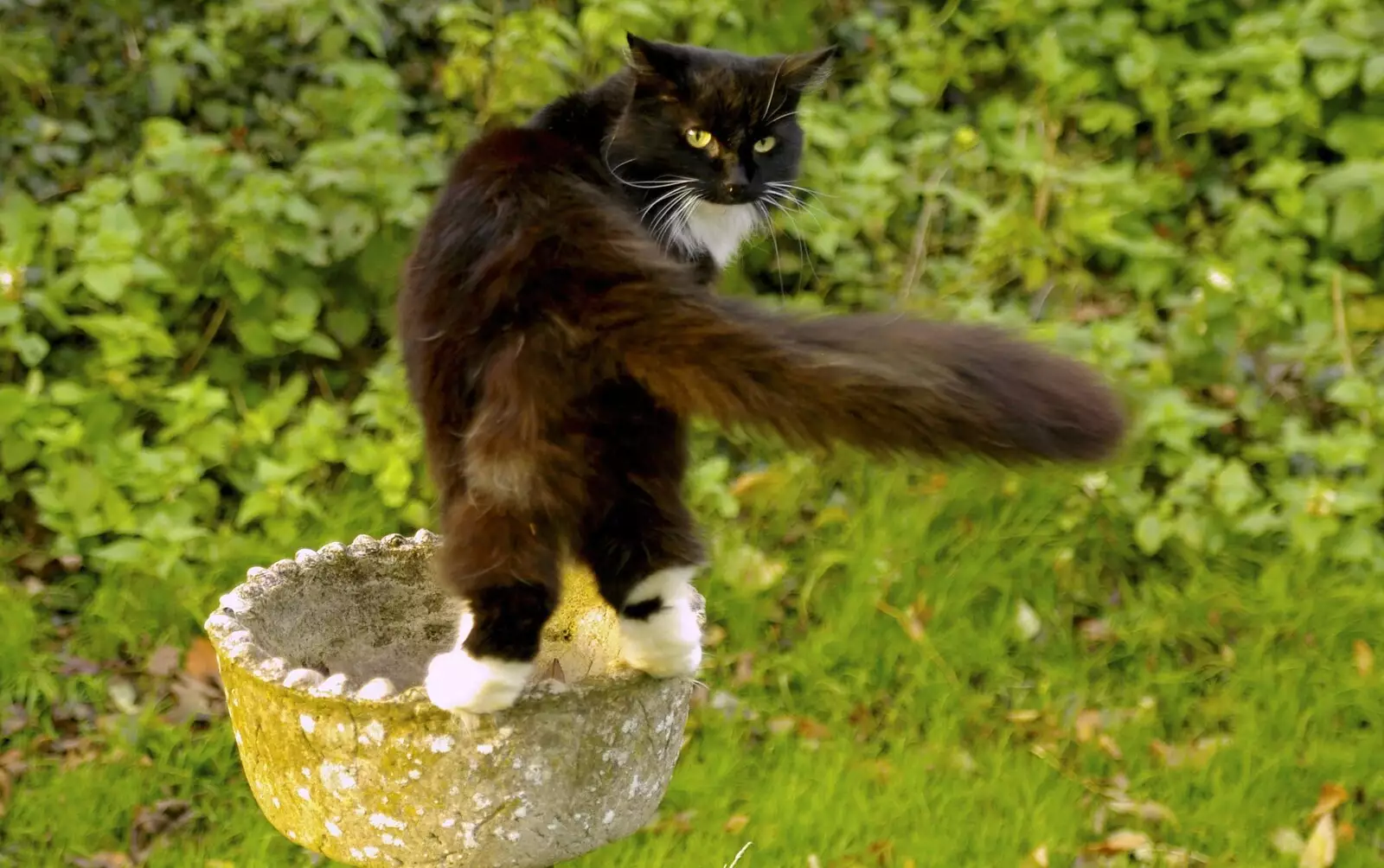 The Sock stands on a bird bath and does a tail swish, from Post-modern Alienation: Bleak House, a Diss Miscellany, Norfolk - 3rd December 2005