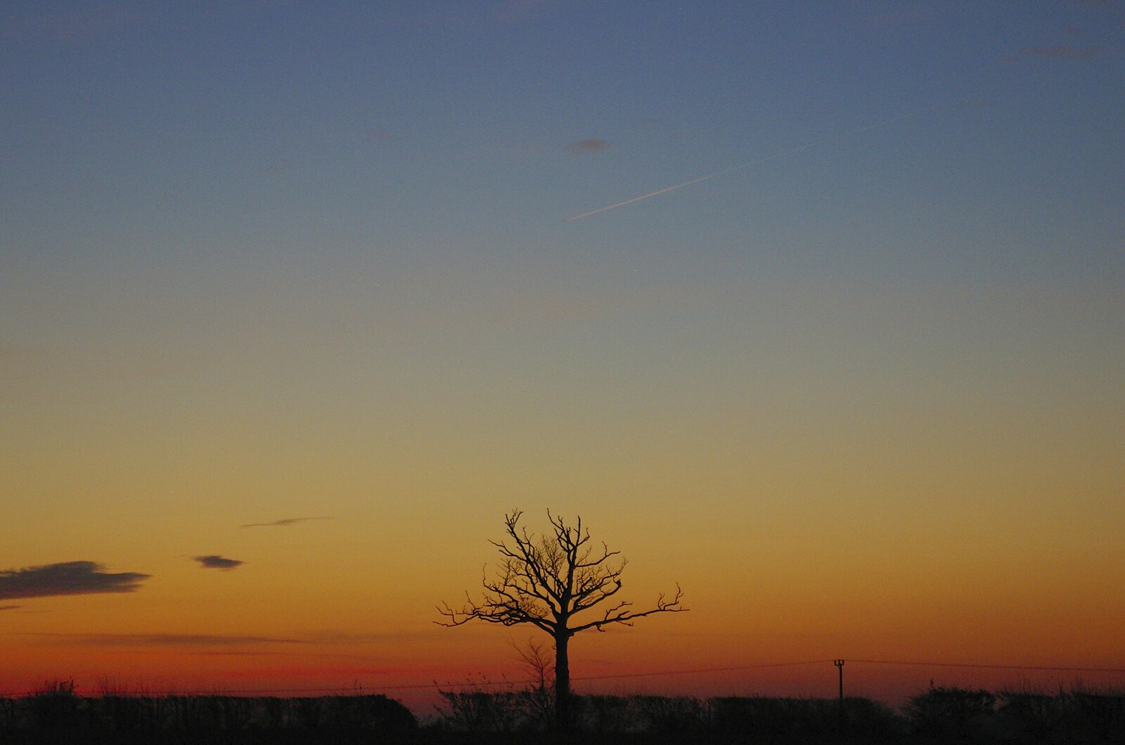 The lonely tree, outside Occold from Pheasants, Sunsets and The BBs at Bressingham, Norfolk - 11th December 2005