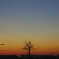 The lonely tree, outside Occold, Pheasants, Sunsets and The BBs at Bressingham, Norfolk - 11th December 2005
