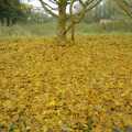 Late autumn gold, near Marc and Sue's, Pheasants, Sunsets and The BBs at Bressingham, Norfolk - 11th December 2005