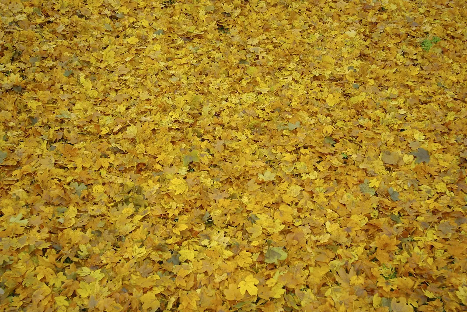 A carpet of golden leaves, from Pheasants, Sunsets and The BBs at Bressingham, Norfolk - 11th December 2005