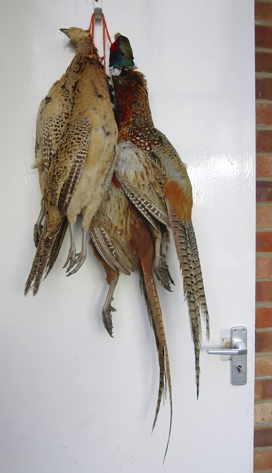 Pheasants hang on the door of Valley Farm from Pheasants, Sunsets and The BBs at Bressingham, Norfolk - 11th December 2005