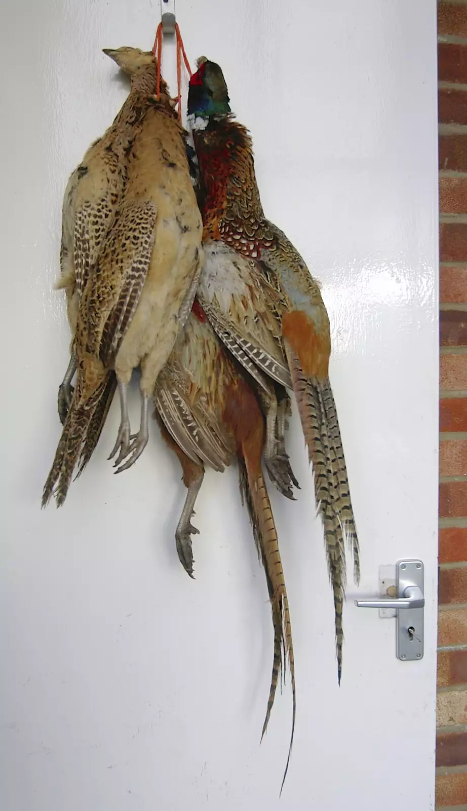 Pheasants hang on the door of Valley Farm, from Pheasants, Sunsets and The BBs at Bressingham, Norfolk - 11th December 2005
