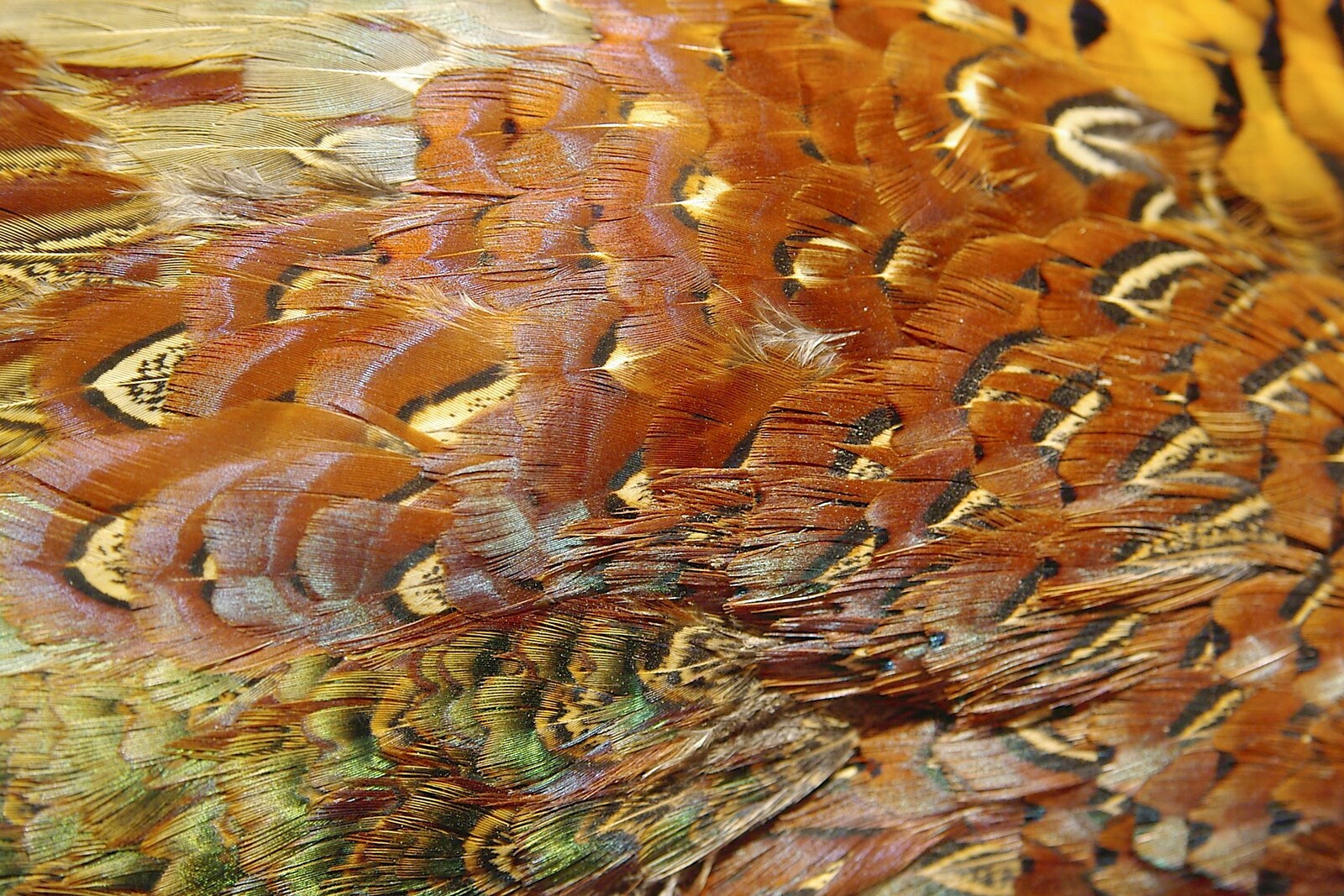 Studies of Pheasant plumage from Pheasants, Sunsets and The BBs at Bressingham, Norfolk - 11th December 2005