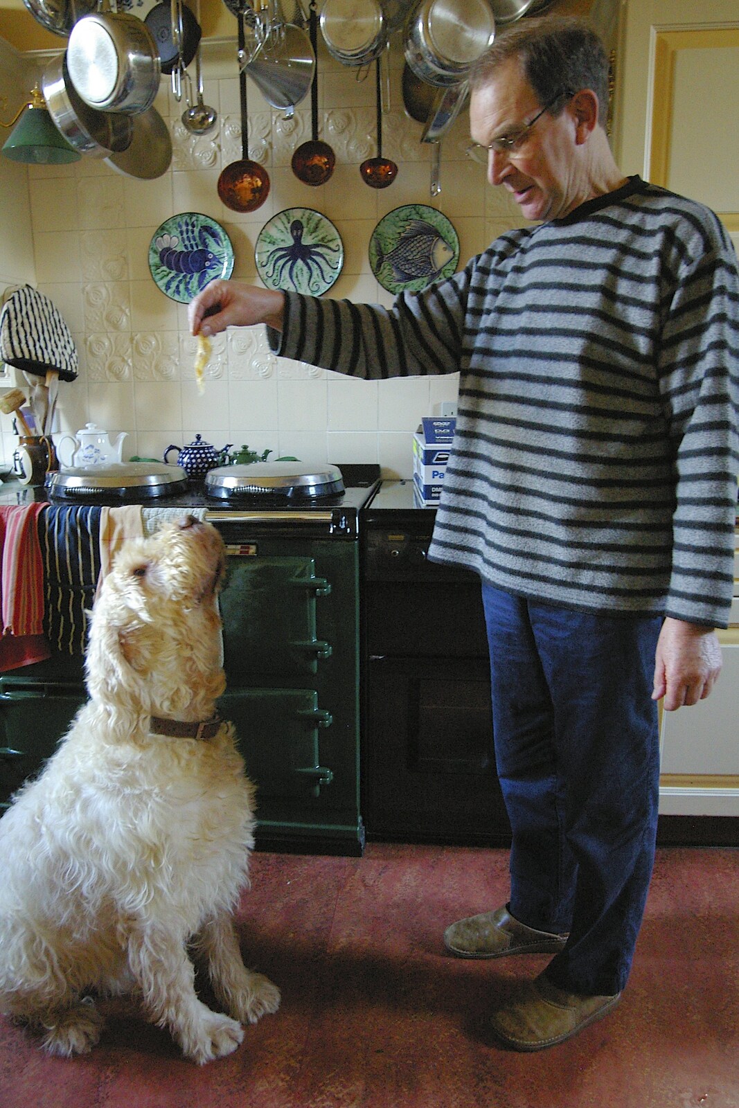 Raffles begs for treats from A Wander Around Hoo Meavy and Burrator, Dartmoor, Devon - 18th December 2005