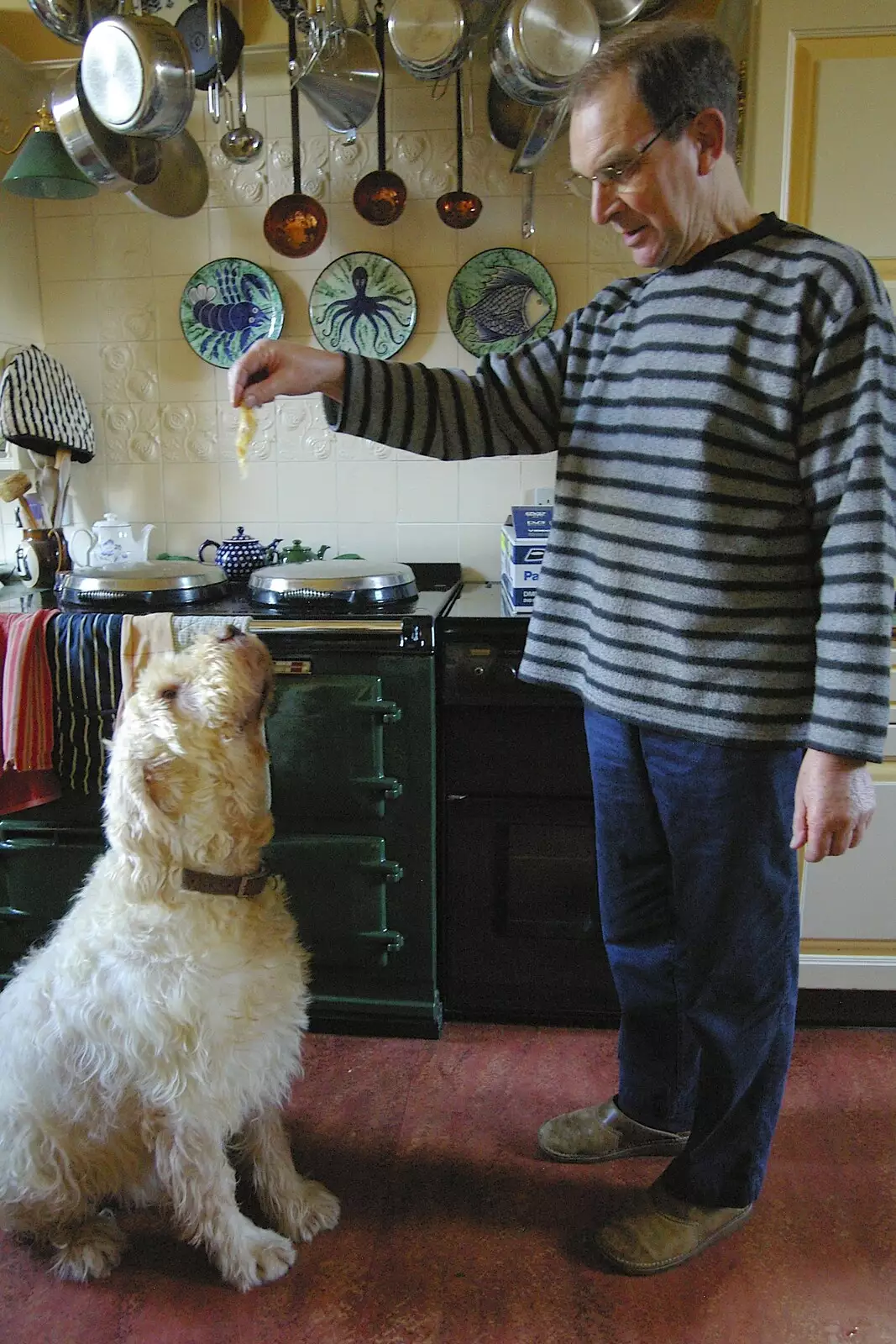 Raffles begs for treats, from A Wander Around Hoo Meavy and Burrator, Dartmoor, Devon - 18th December 2005