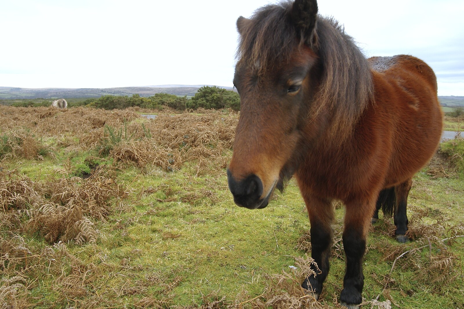 A Dartmoor pony on the roadside near Clearbrook from A Wander Around Hoo Meavy and Burrator, Dartmoor, Devon - 18th December 2005